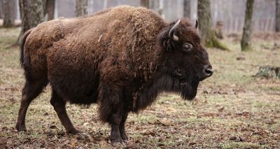 European bison returns from brink of extinction in IUCN Red List update